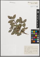 Foto von Salix phylicifolia L.